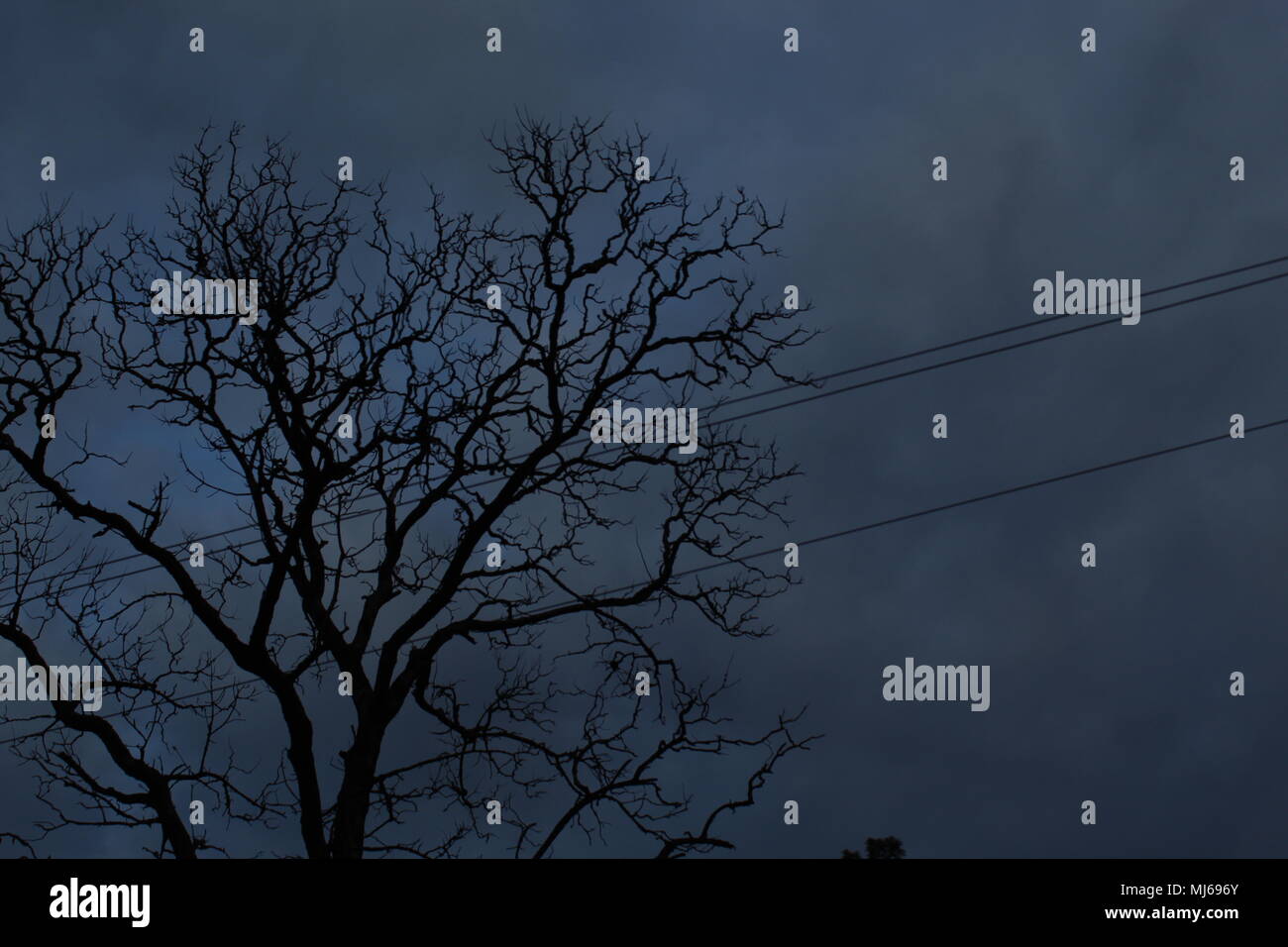 Dunkle Haunted Blick auf toter Baum mit Telefon Kabel in der Morgendämmerung Stockfoto