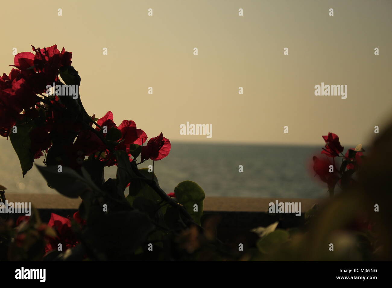 Blick Richtung Meer von Blumen mit leuchtenden Blütenblätter Stockfoto
