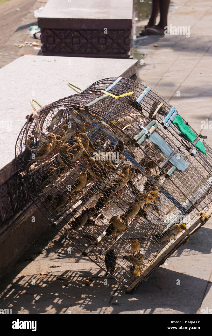 Vögel in Käfigen verkauft werden und frei, Uferweg entlang Preah Sisowath Quay auf dem Tonle Sap Fluss, Stadt Phnom Penh, Kambodscha. "Barmherzigkeit", ein Stockfoto