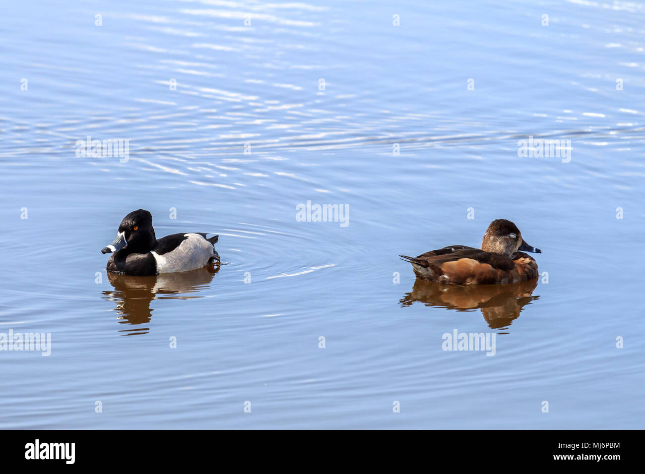 Männliche und weibliche Ring-Necked Enten auf einem kanadischen See Stockfoto