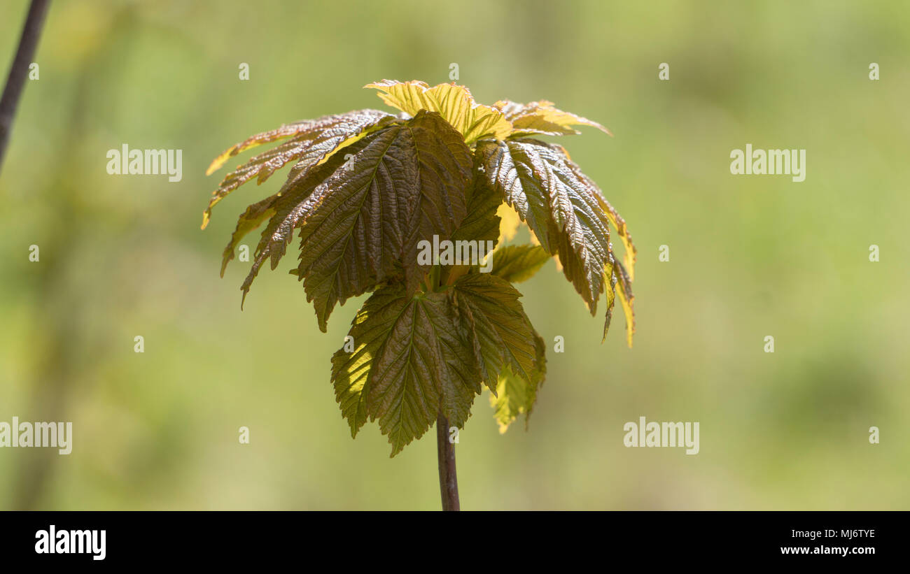 Pflanzen Stockfoto