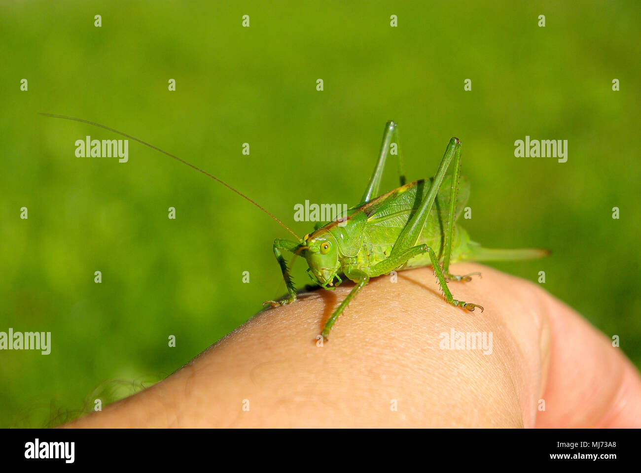Frau Busch cricket Arten (Tettigonia) auf eine menschliche Hand. Stockfoto