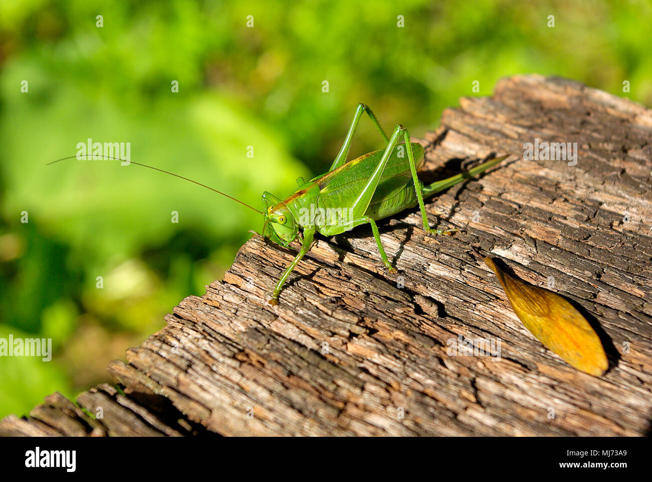 Frau Busch cricket Arten (Tettigonia) auf einem Stück verwittertes Holz. Stockfoto