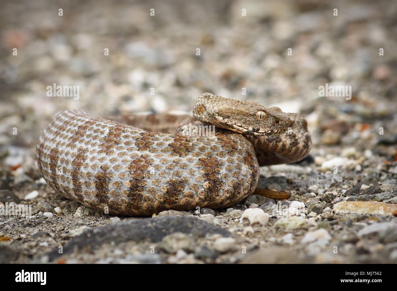 Schönen Milos Viper, die seltenste Schlange in Europa (Macrovipera lebetina Wegen) Stockfoto