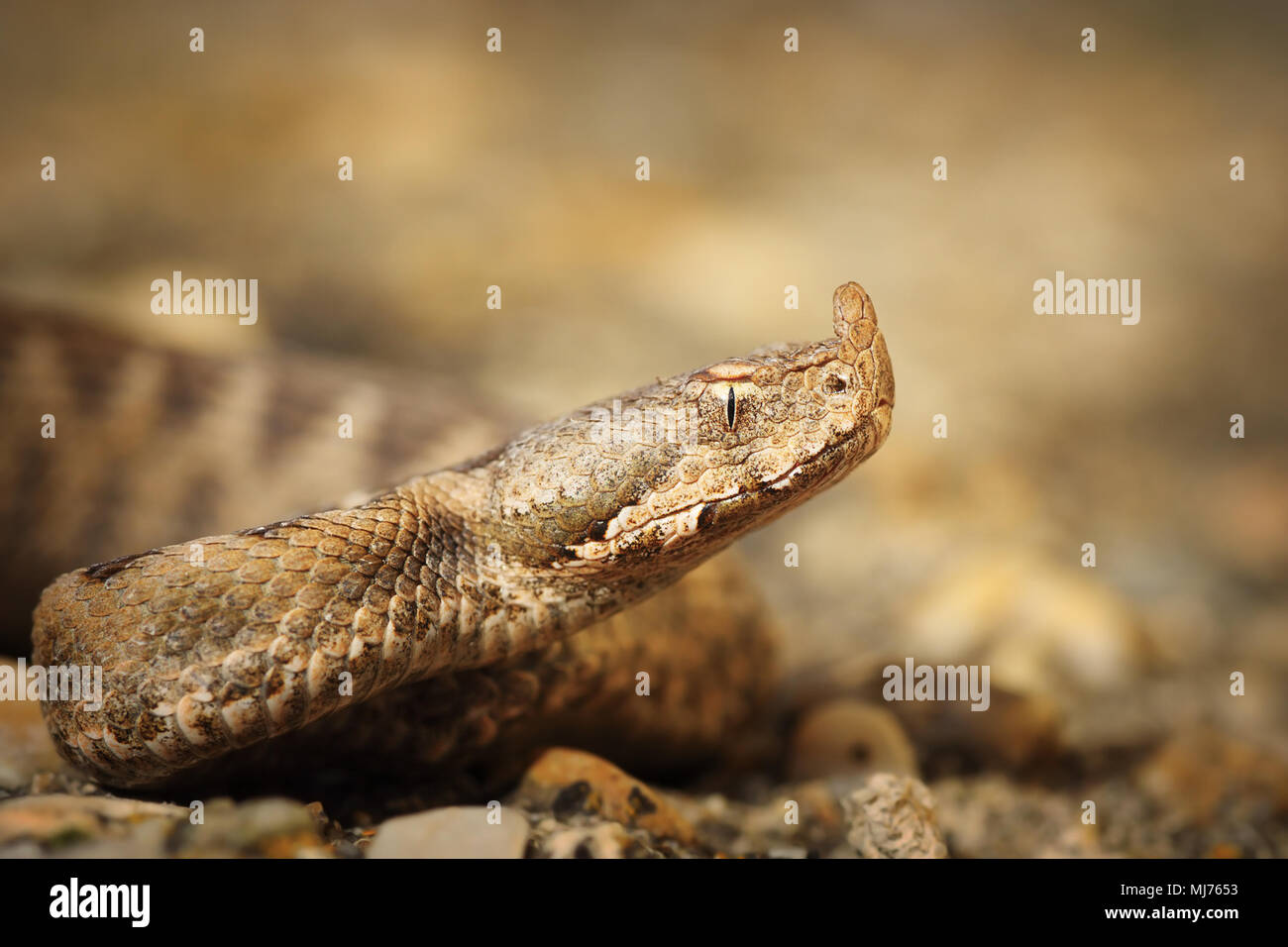 Makroaufnahme der Vipera ammodytes montandoni, die Nase horned Viper, Juvenile Stockfoto