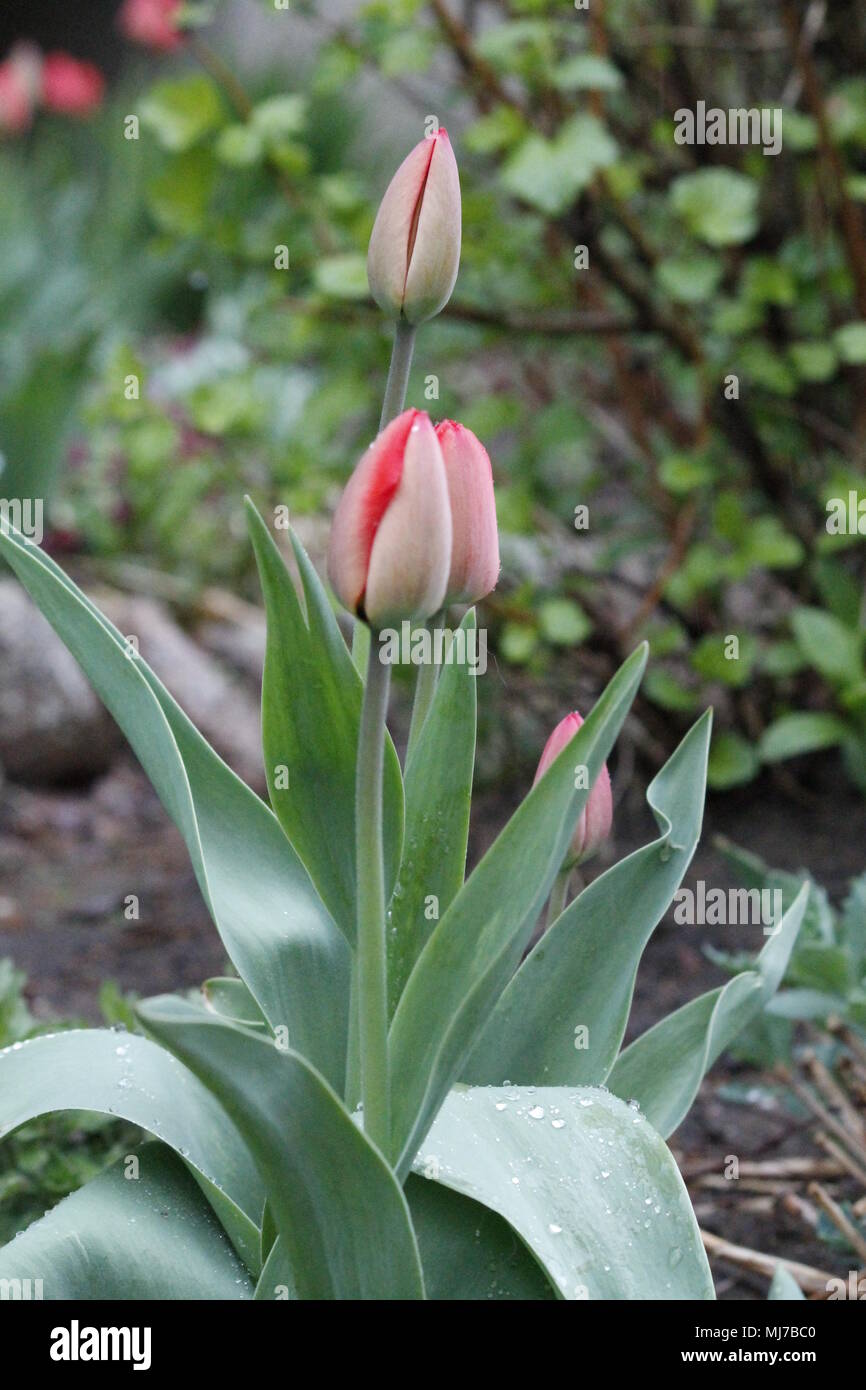 Schönes helles Garten Tulpe Blume Im Frühling blühen abgedeckt/-Kristalle von Regen Stockfoto