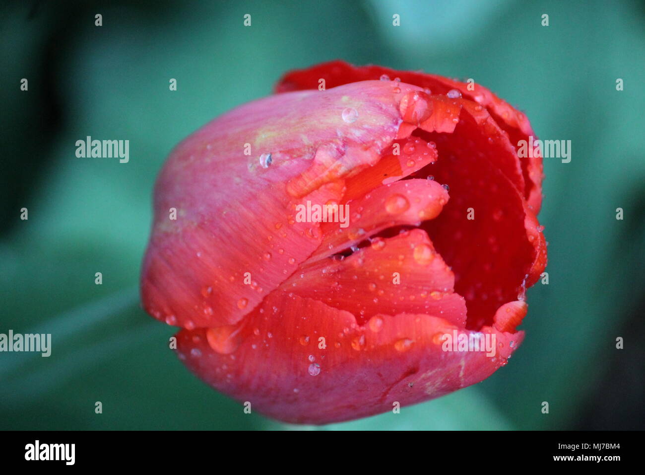 Schönes helles Garten Tulpe Blume Im Frühling blühen abgedeckt/-Kristalle von Regen Stockfoto
