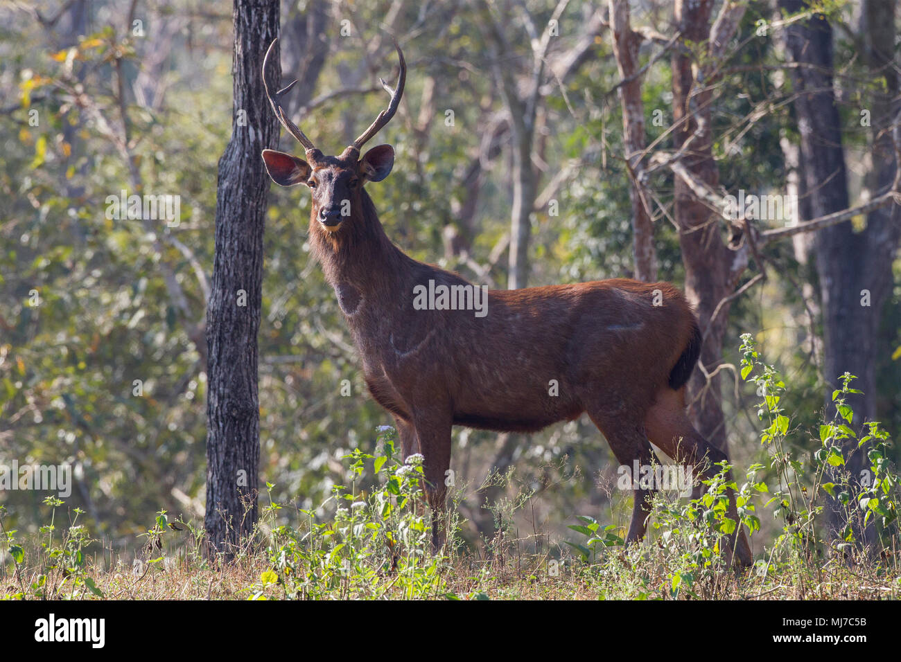 Eine Sambar Hirsch in den Dschungeln Indiens Stockfoto