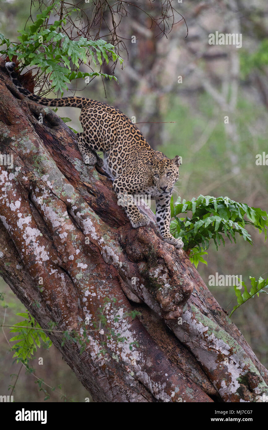 Ein männlicher leopard Klettern einen Baum Stockfoto