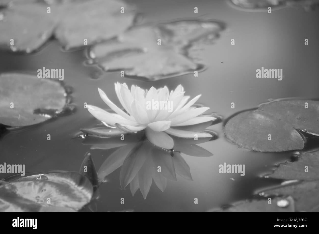 Eine wunderschöne Lotusblüte im Teich im Sommer Stockfoto