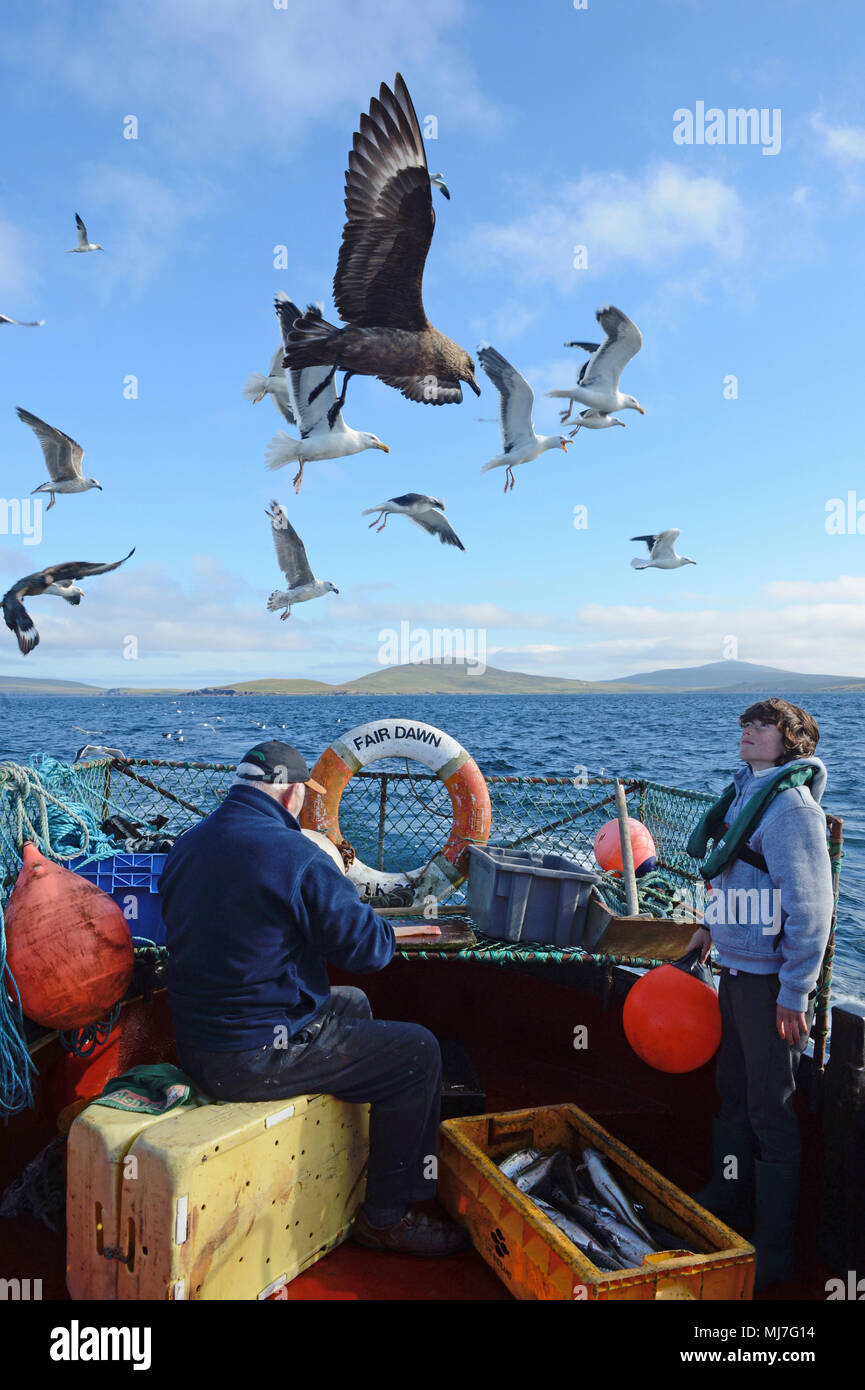 Junge fischen mit seinem Opa in einem Meer boot Makrelenfangs der Küste der Shetlandinseln Stockfoto