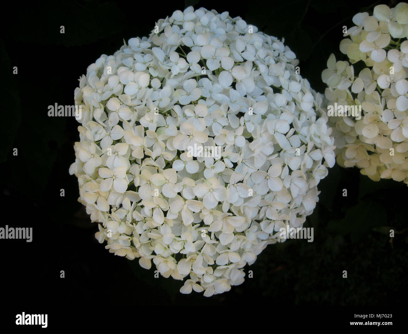 Wunderschöne weiße Blüte Blume, Kugel Blume Stockfotografie - Alamy