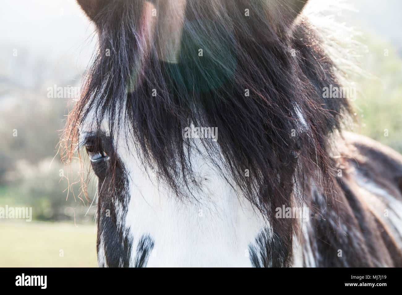 Bi-Colored blaue Augen Pferd an einem sonnigen Sommertag mit chromatische Aberration Stockfoto