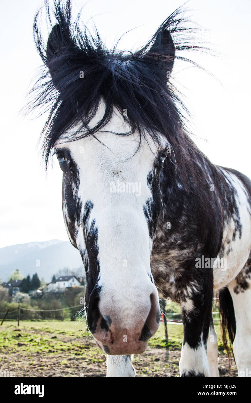 Bi-Colored blaue Augen Pferd an einem sonnigen Sommertag Stockfoto