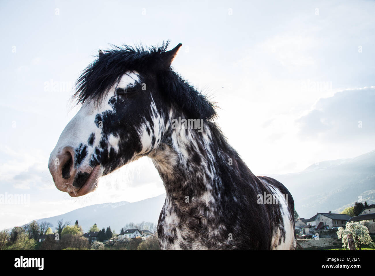Bi-Colored blaue Augen Pferd an einem sonnigen Sommertag Stockfoto