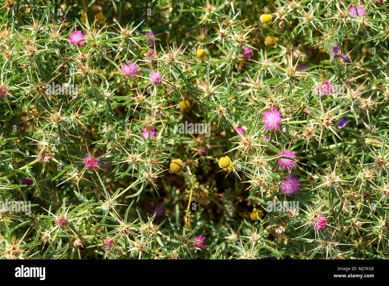 Flockenblume oder Istar - Thistle ist eine Pflanzenart aus der Gattung Centaurea native auf der Iberischen Halbinsel. Kap Espichel. Portugal Stockfoto