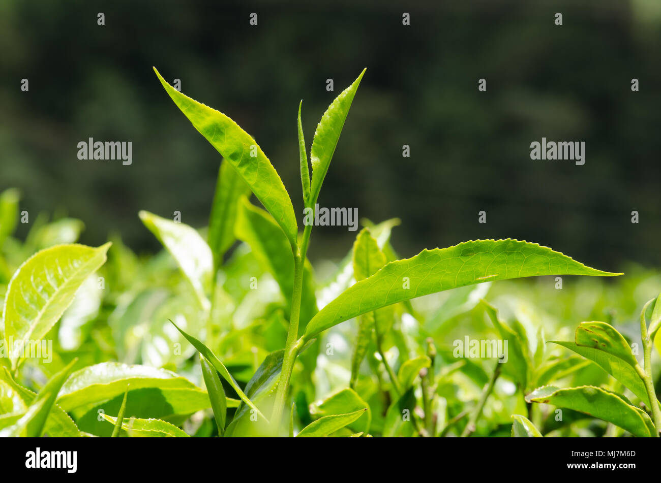 Die oberste Knospe eines kenianischen Schwarzer Tee Pflanze auf einer Plantage in der kisii Hochland, Kenia Stockfoto