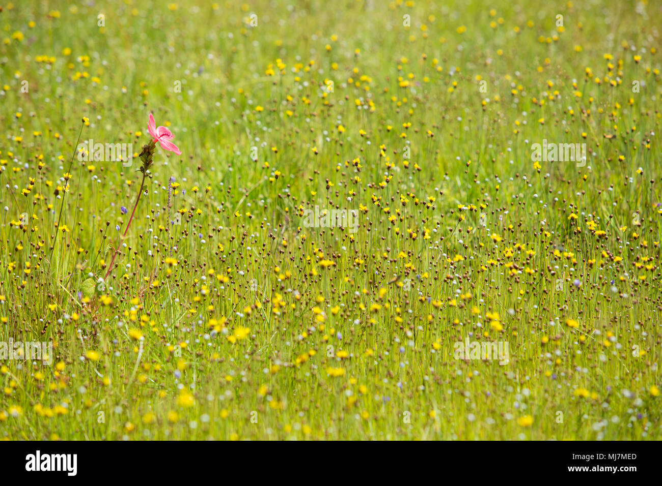 Drosera indica Linn. Blume schöne Mischung mit Utricularia bifida in der Pha Taem Nationalpark. Stockfoto