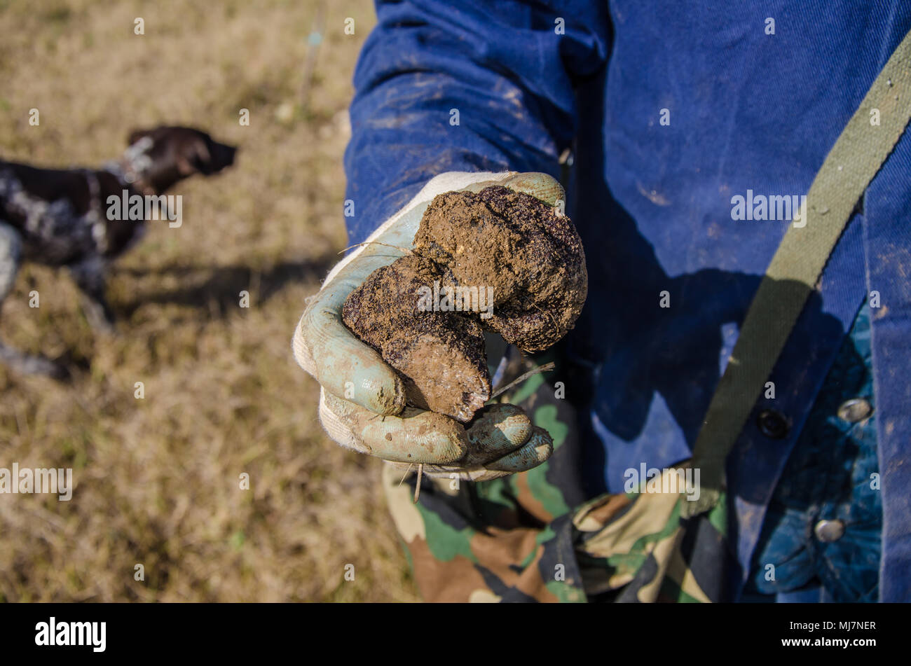 Frisch hat wilden schwarzen Trüffel in den Abruzzen, Italien mit Trüffel Jagdhund im Hintergrund. Stockfoto