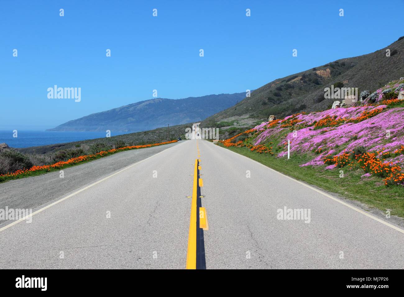 California, United States - Pacific Coast Highway Scenic Drive. Cabrillo Highway mit Blumen (Orange, California poppy). Stockfoto