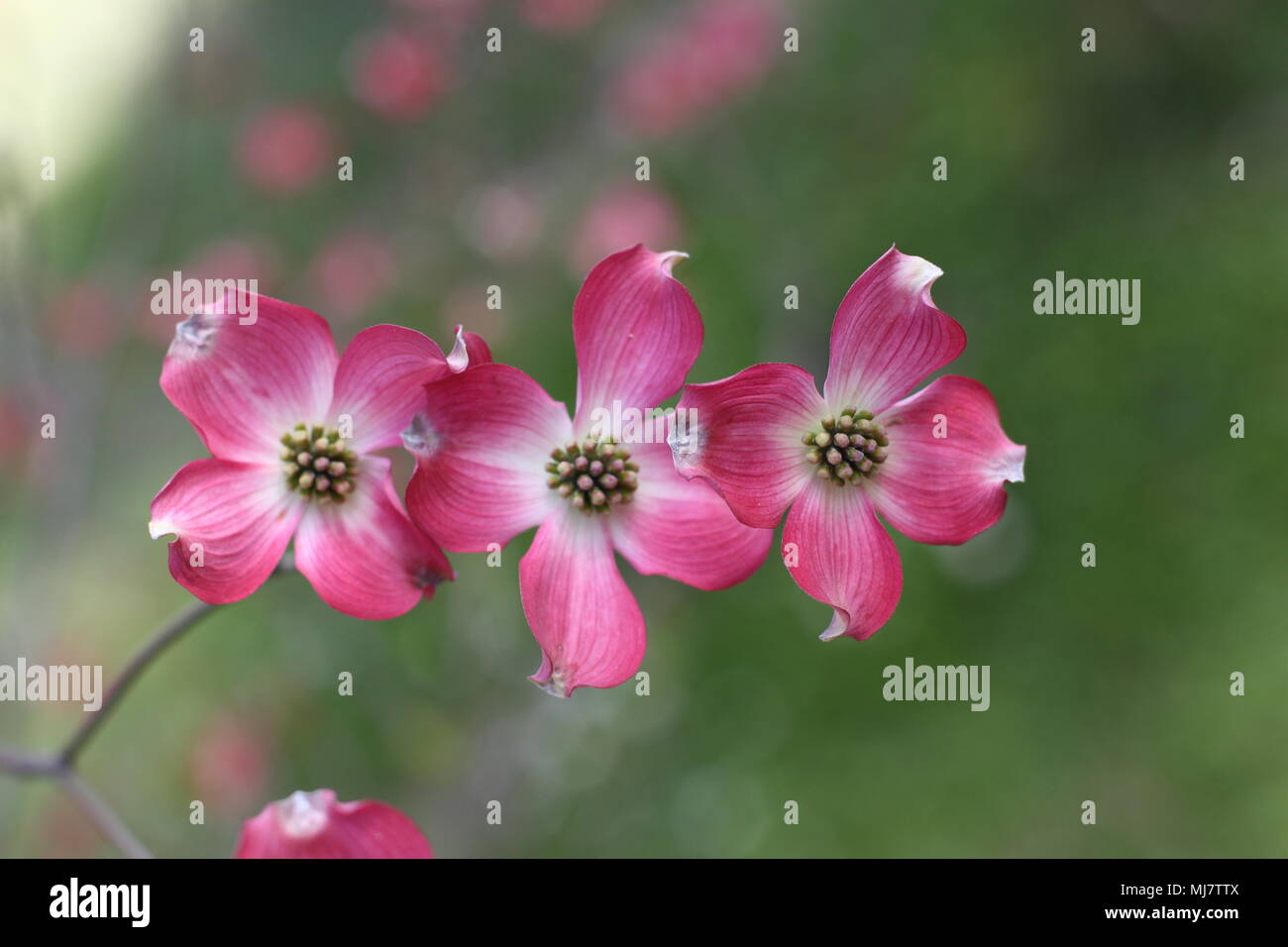 Rosa Blüten von Cornus Florida rubra forma Stockfoto