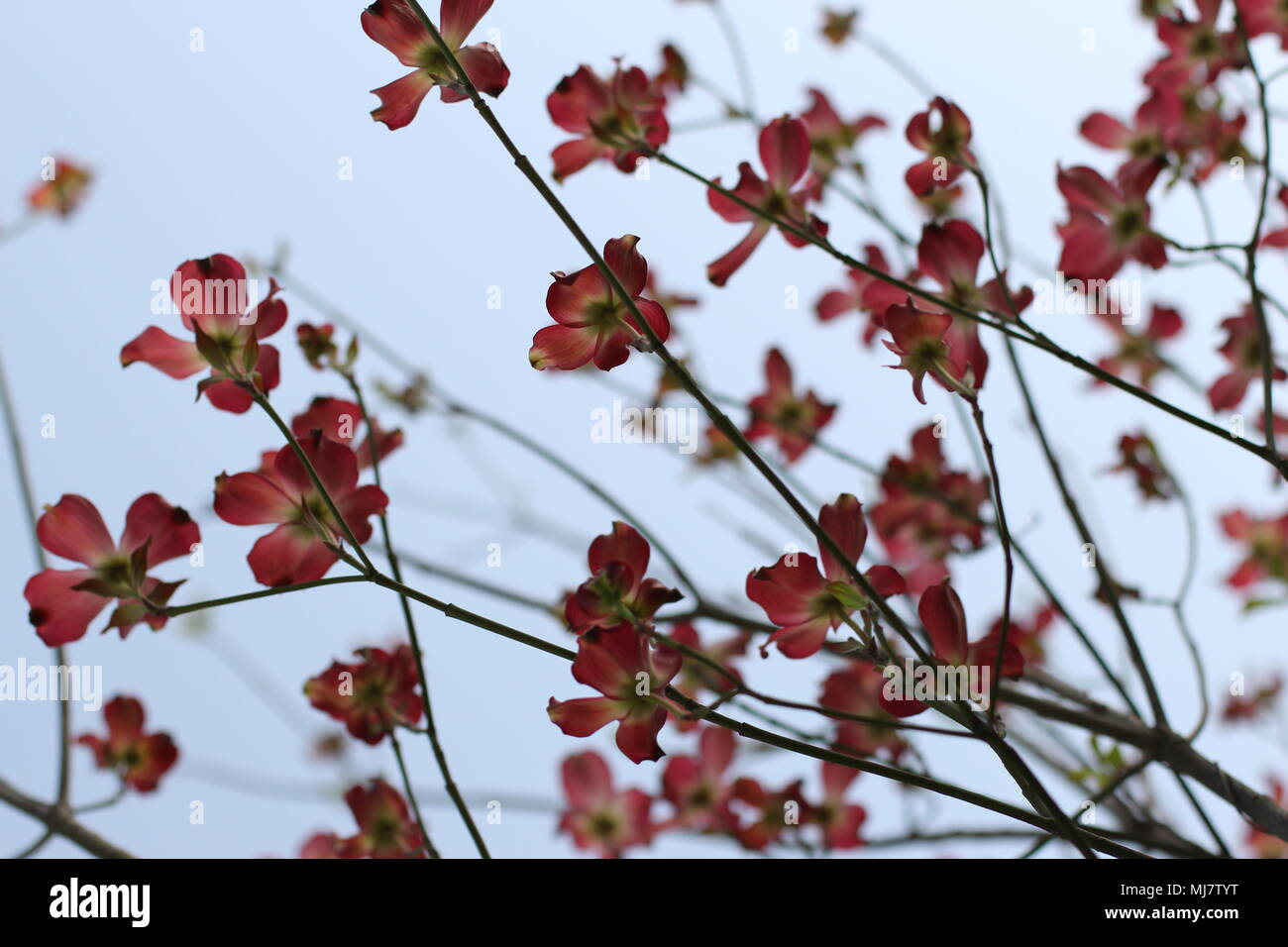 Rosa Blüten von Cornus Florida rubra forma Stockfoto