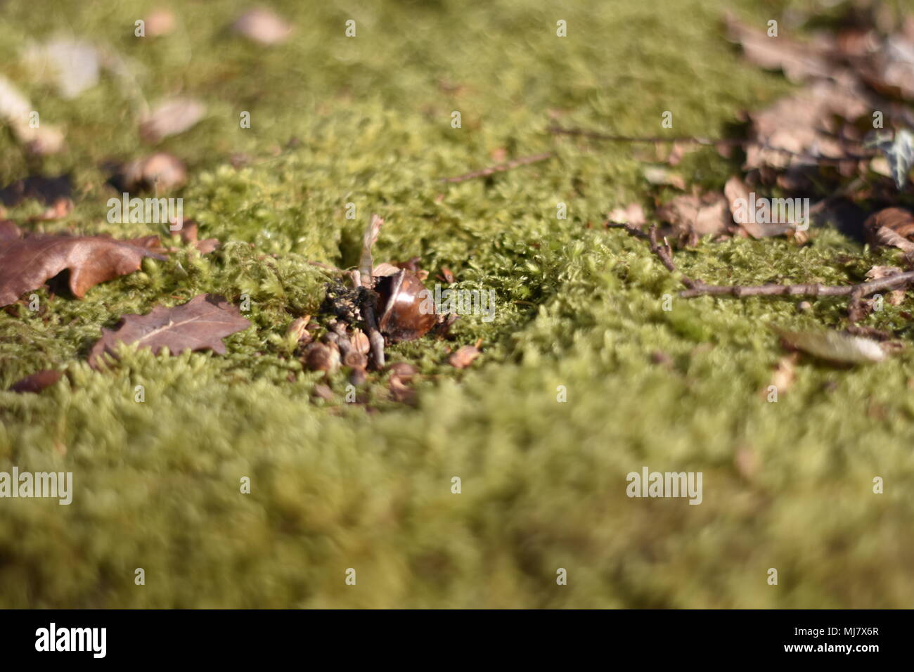 Moss in der Nähe im Wald von Dean UK Stockfoto
