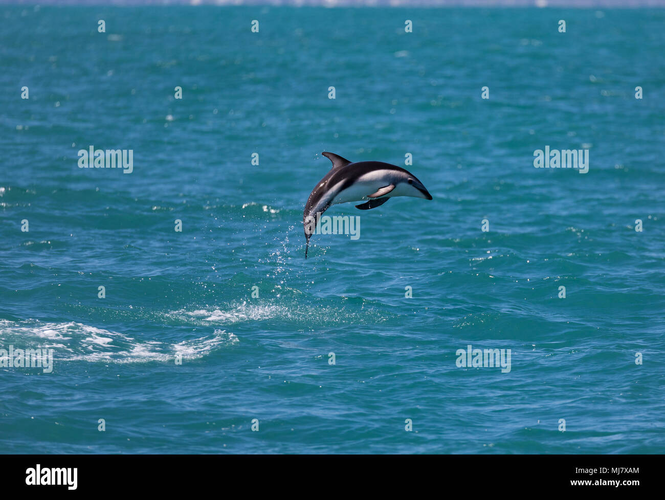 Dusky dolphin (Lagenorhynchus Obscurus) springen aus dem Wasser in der Nähe von Kaikoura, Neuseeland. Diese Delfine sind für ihre Akrobatik bekannt. Stockfoto