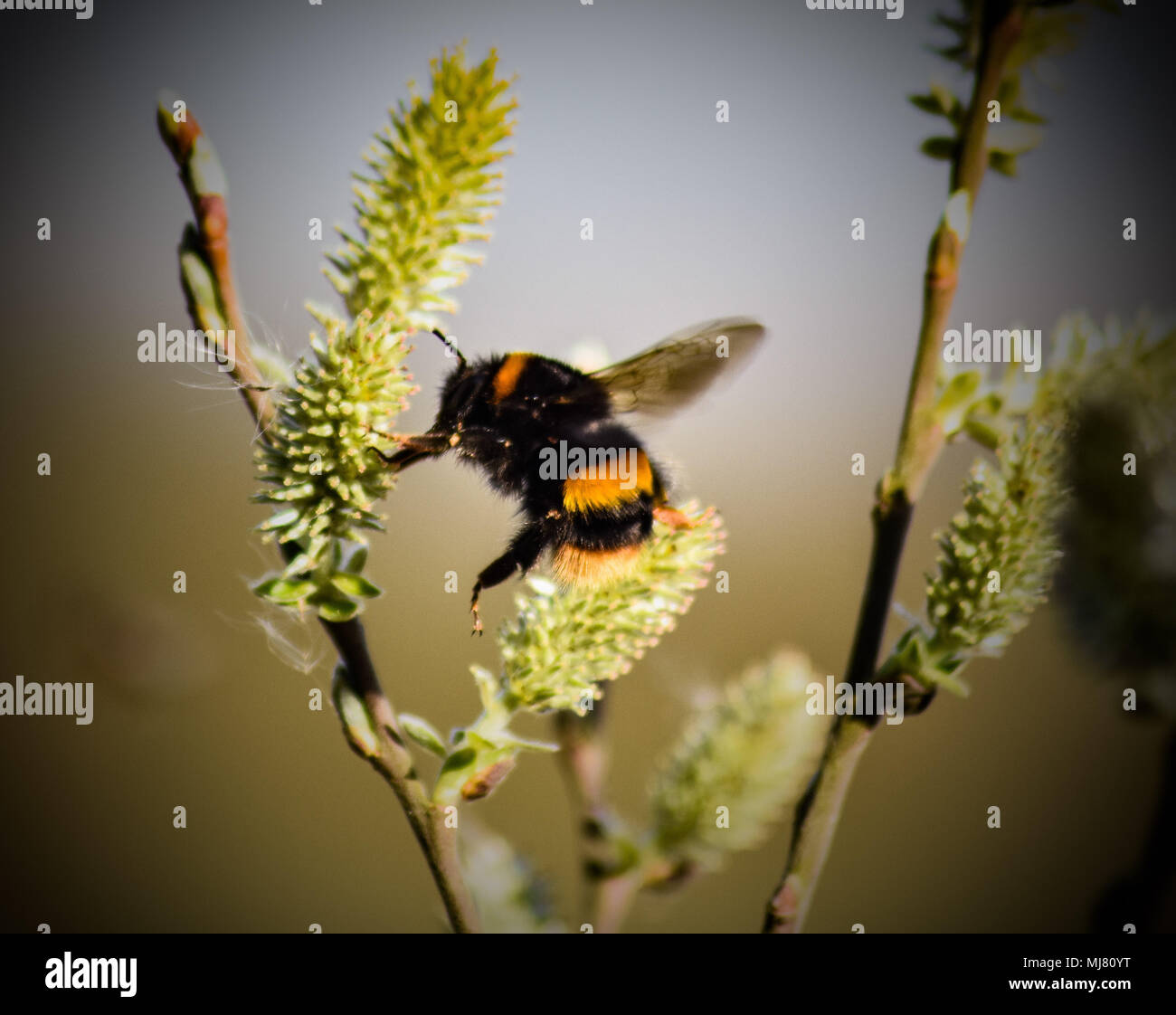 Bumble Bee bestäuben Blumen im Frühling Stockfoto