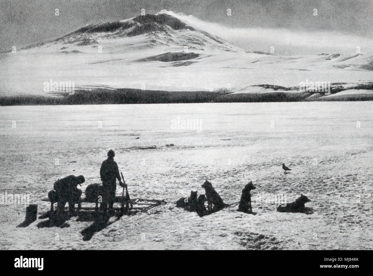 Hundeschlitten, anzeigen Mount Erebus im Hintergrund. Nach einem Foto von Ponting während Robert Falcon Scott Terra Nova Antarktis Expedition, 1910-1913. Von den britischen Polarforscher, veröffentlicht 1943. Stockfoto