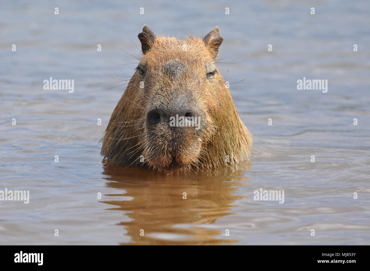 Capybara Profil Nahaufnahme Stockfoto Capybara Profil Nahaufnahme Stockfoto