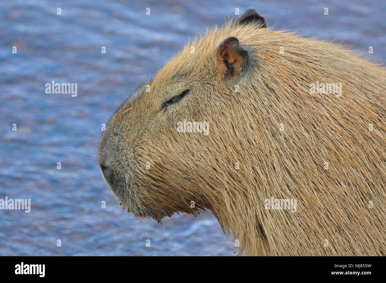 Capybara Profil Nahaufnahme Stockfoto Capybara Profil Nahaufnahme Stockfoto