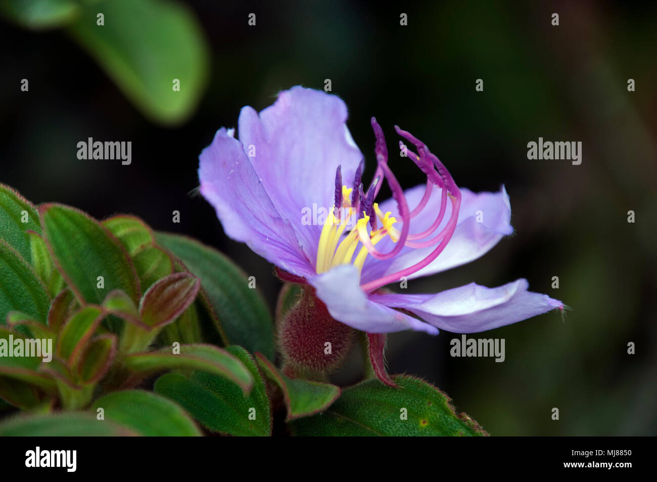 Bokor Hill Station in Kambodscha, Lila native lassiandra Blume Stockfoto