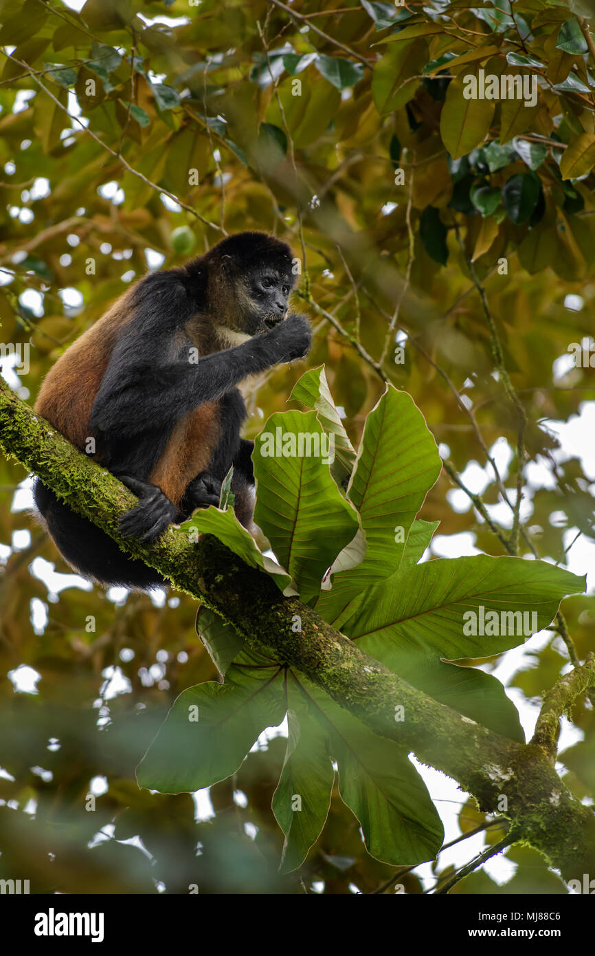 Zentralamerikanischen Spider Monkey - Ateles geoffroyi, gefährdete spider Monkey von zentralen amerikanischen Wäldern, Costa Rica. Stockfoto