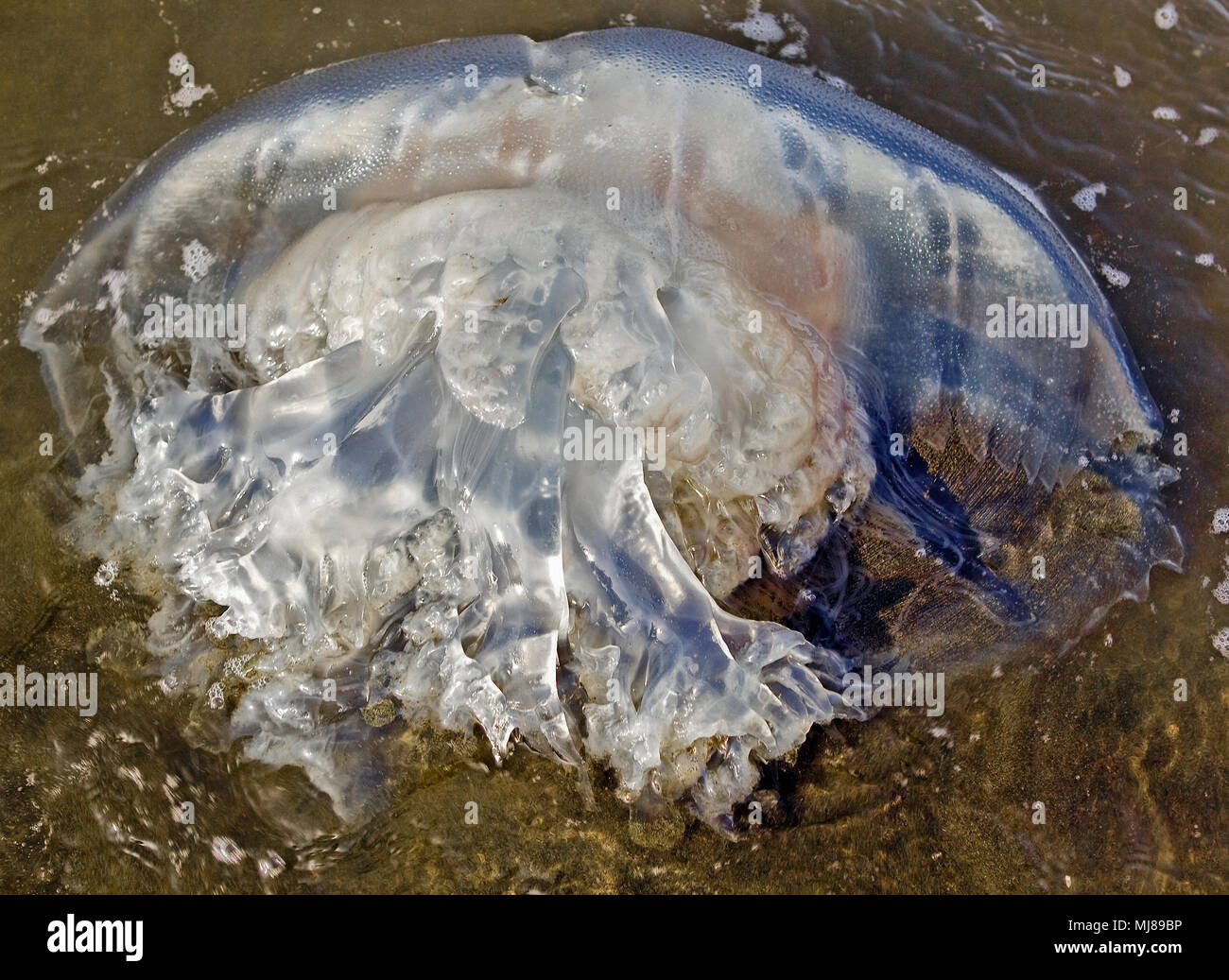 Ohrenquallen (Aurelia aurita) gewaschen oben auf einem Strand in Roxas City, Panay Island, Philippinen. Stockfoto