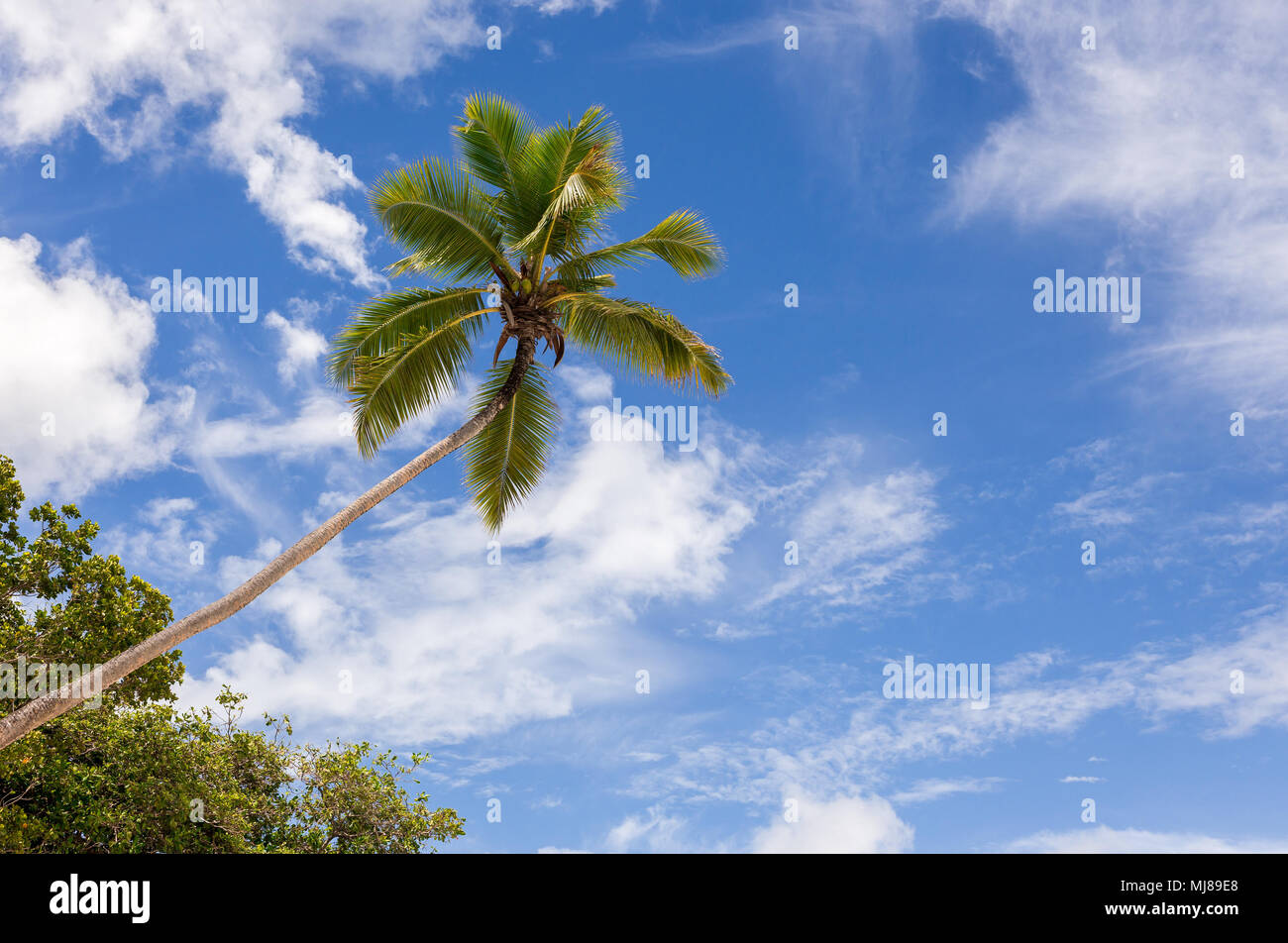 Kokospalmen und blauer Himmel am Paradise Beach, Seychellen Stockfoto
