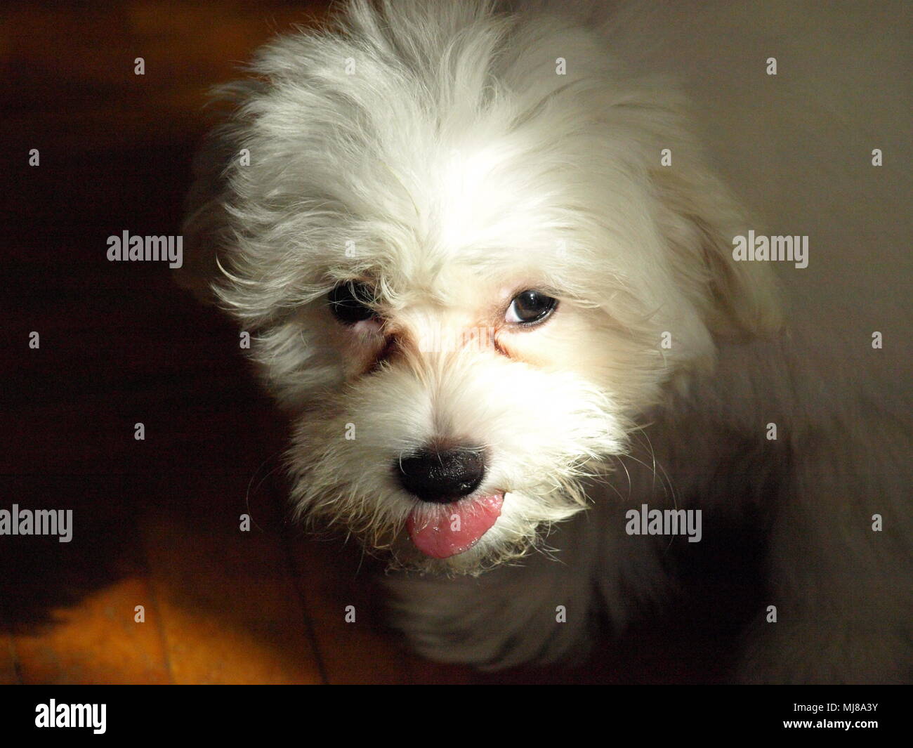 Hund, Vogel, Lächeln, Sinn des Lebens, wahre Liebe, Frieden, ntistress,  Flügel, Shell Stockfotografie - Alamy