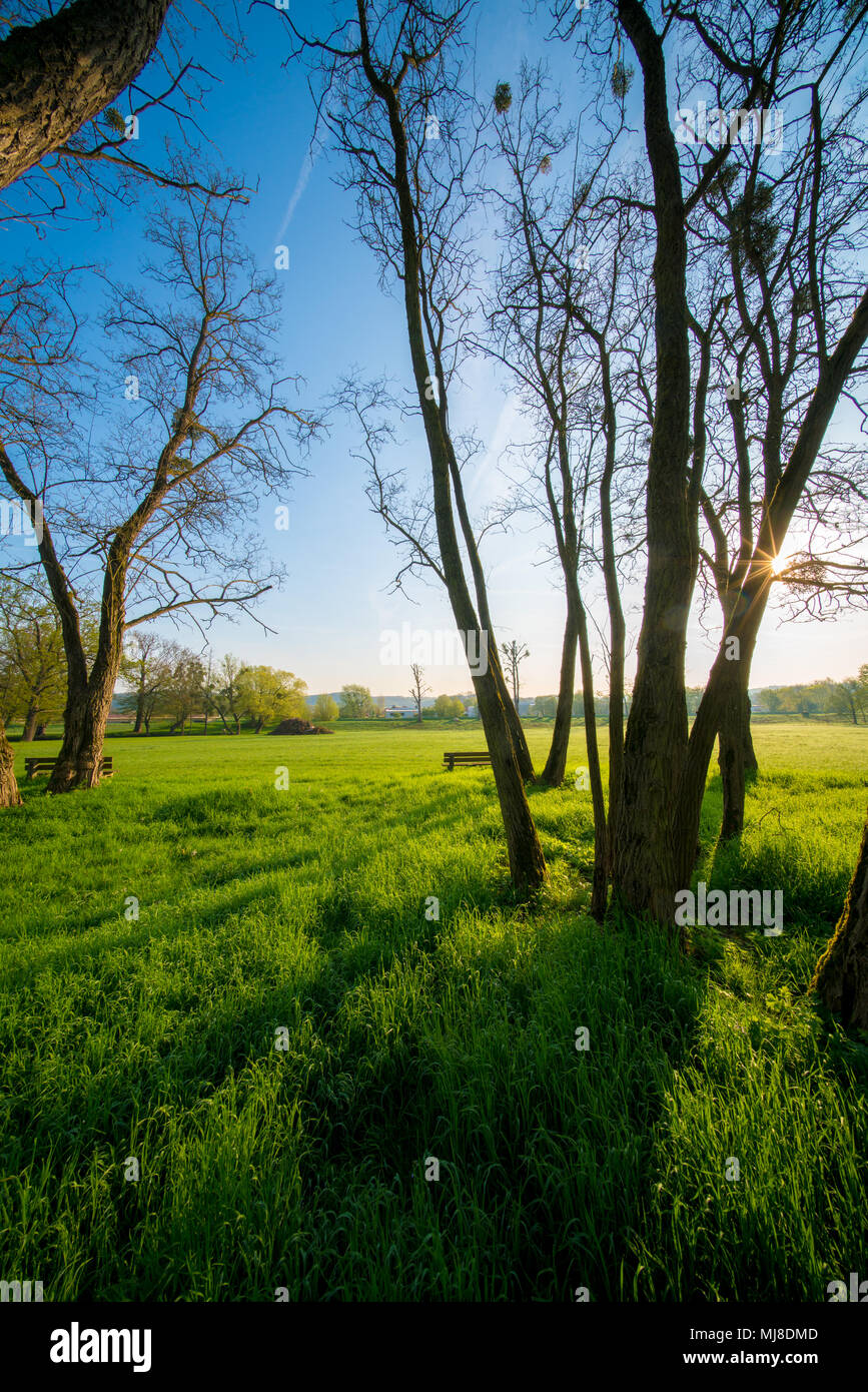 Die Stämme der Bäume im städtischen Park am Morgen Stockfoto