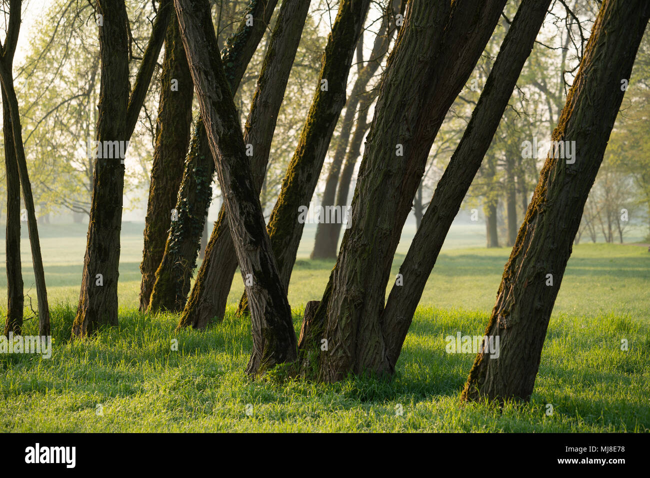 Die Stämme der Bäume im städtischen Park am Morgen Stockfoto