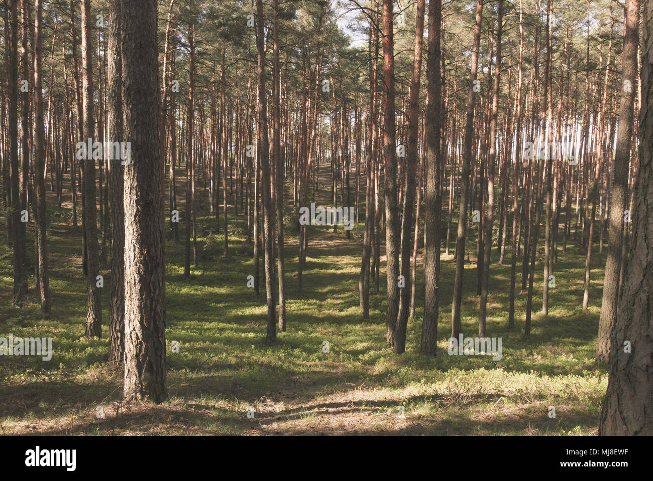 Blick auf den Pinienwald mit schmalen Fußweg. Stockfoto