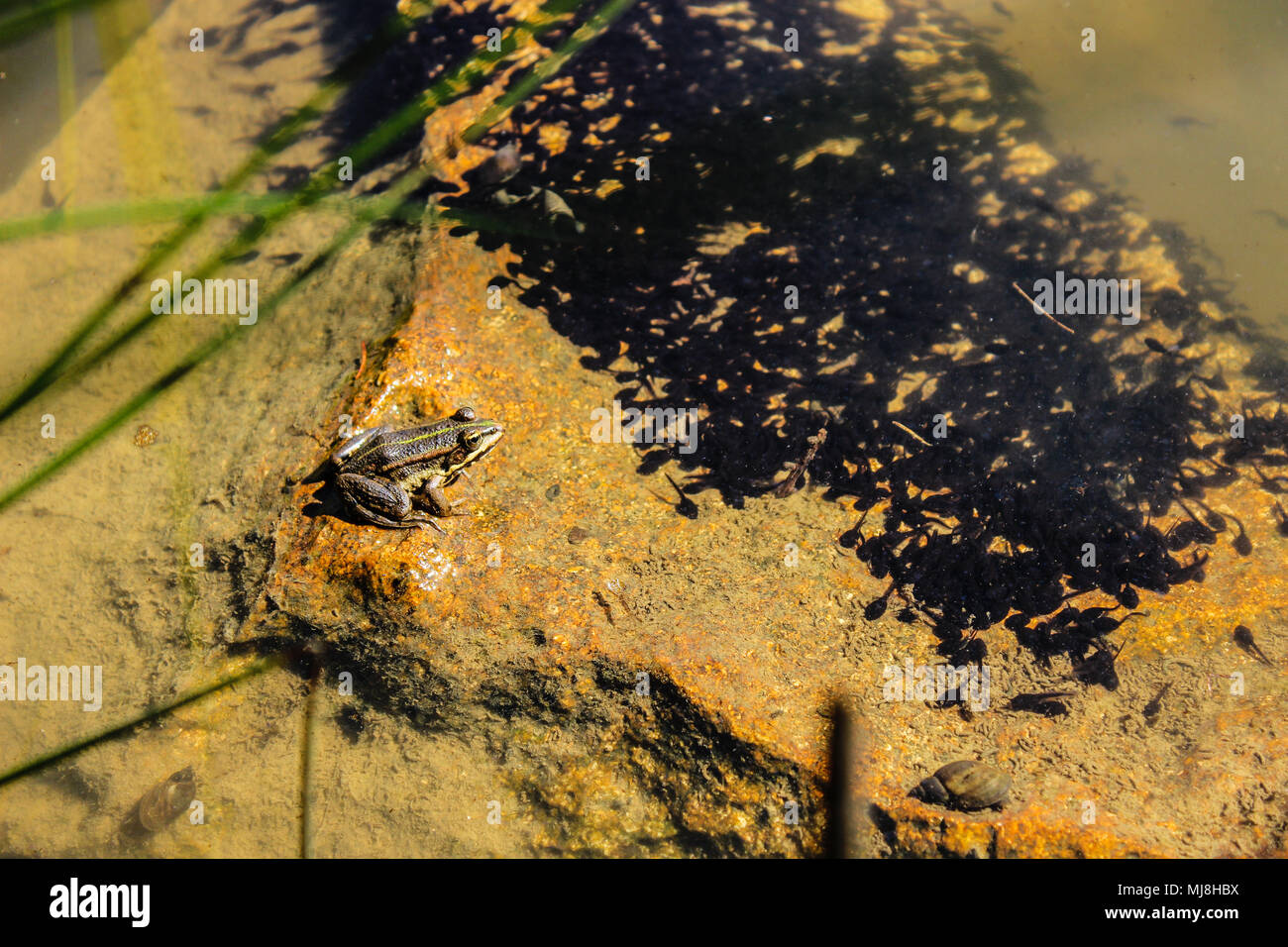 Frosch und Kaulquappen Stockfoto