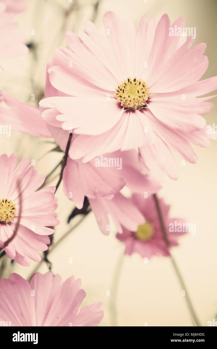 Schöne cosmos Blumen Stockfoto