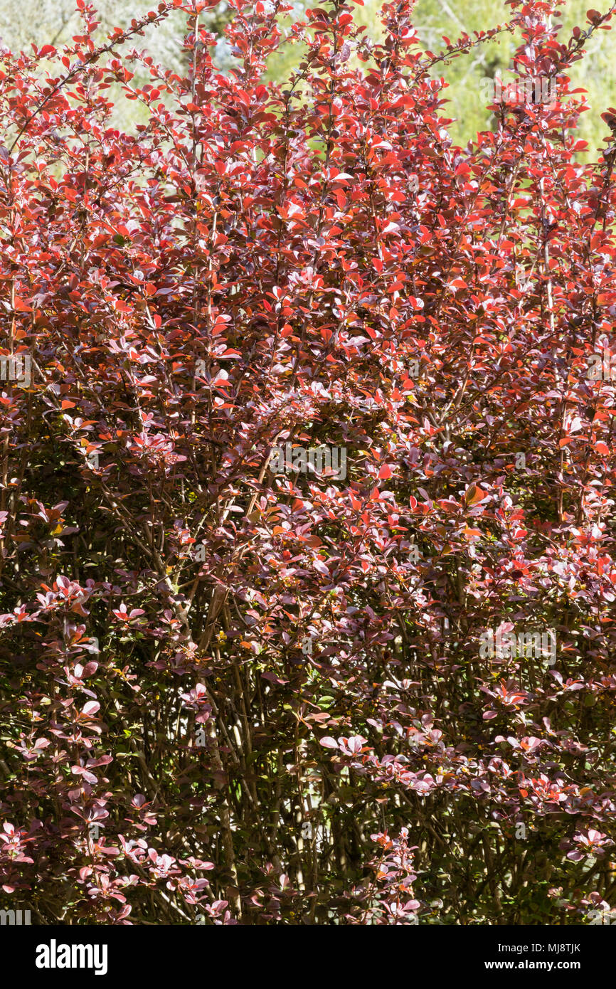 Rot Lila Laub der Hardy laubabwerfende Strauch, Lila berberitze Berberis ottawensis w.purpurea uperba' Stockfoto