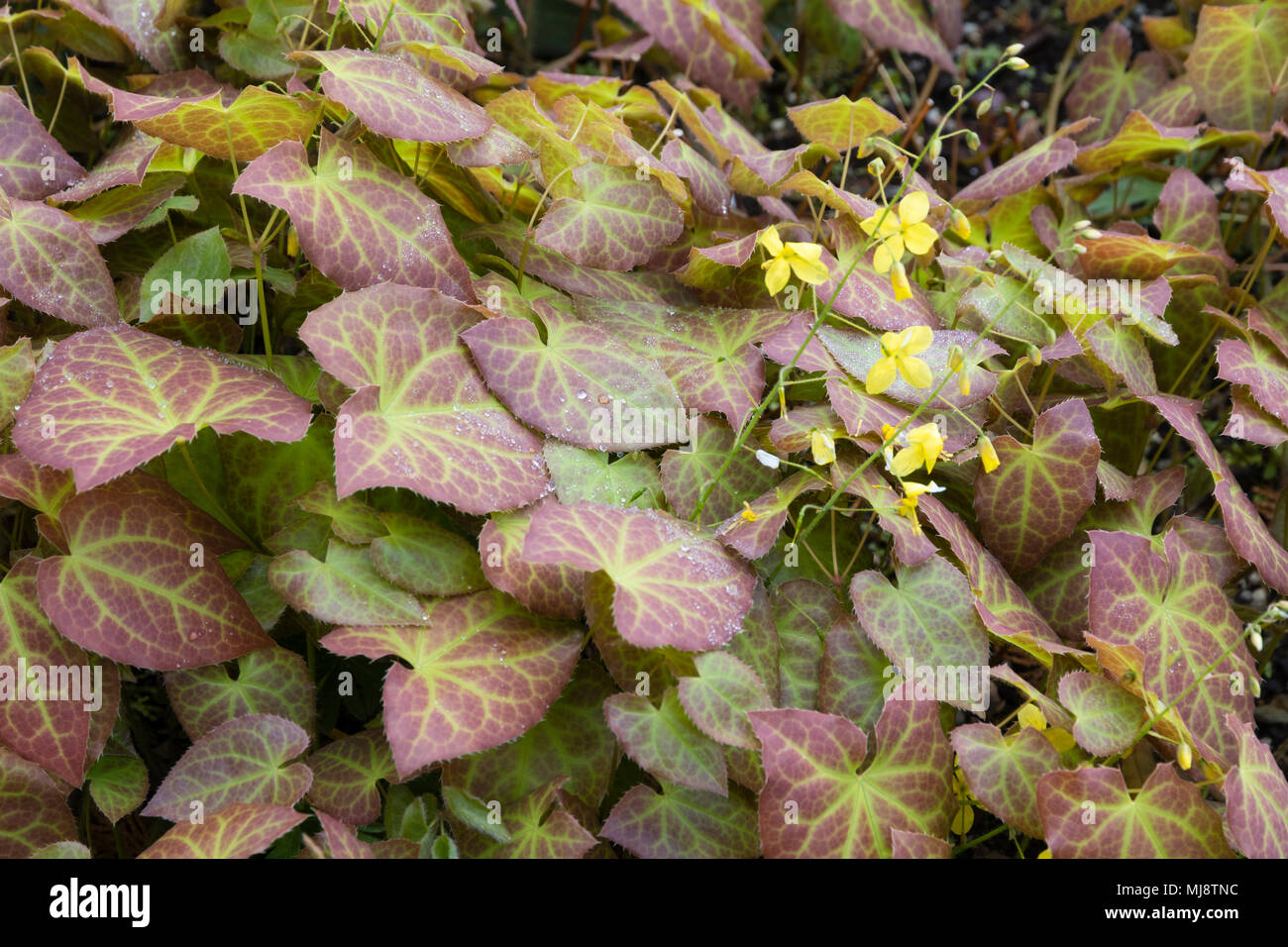 Bronze Frühling Laub der immerwährenden barrenwort, Epimedium pinnatum subsp Colchicum, kontrastiert mit dem kleinen gelben Blumen Stockfoto