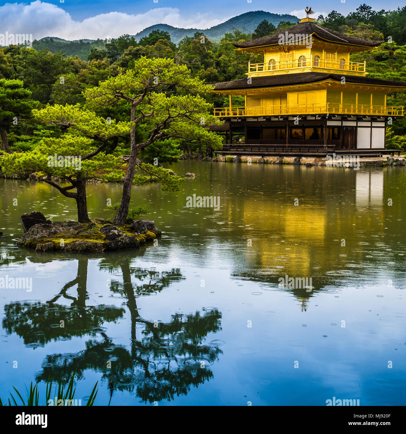 Der Goldene Pavillon Kinkaku-ji, ein zen-buddhistischen Tempel, Kyoto, Japan. Teich und Baum im Vordergrund. Stockfoto