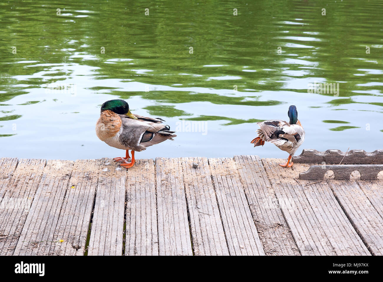 Zwei Stockente Enten auf alte hölzerne Pier. Stockente - ein Vogel aus der Familie der Enten Loslösung von Wasservögeln. Die meisten berühmten und gemeinsame Wildente. Ich die Vögel Stockfoto