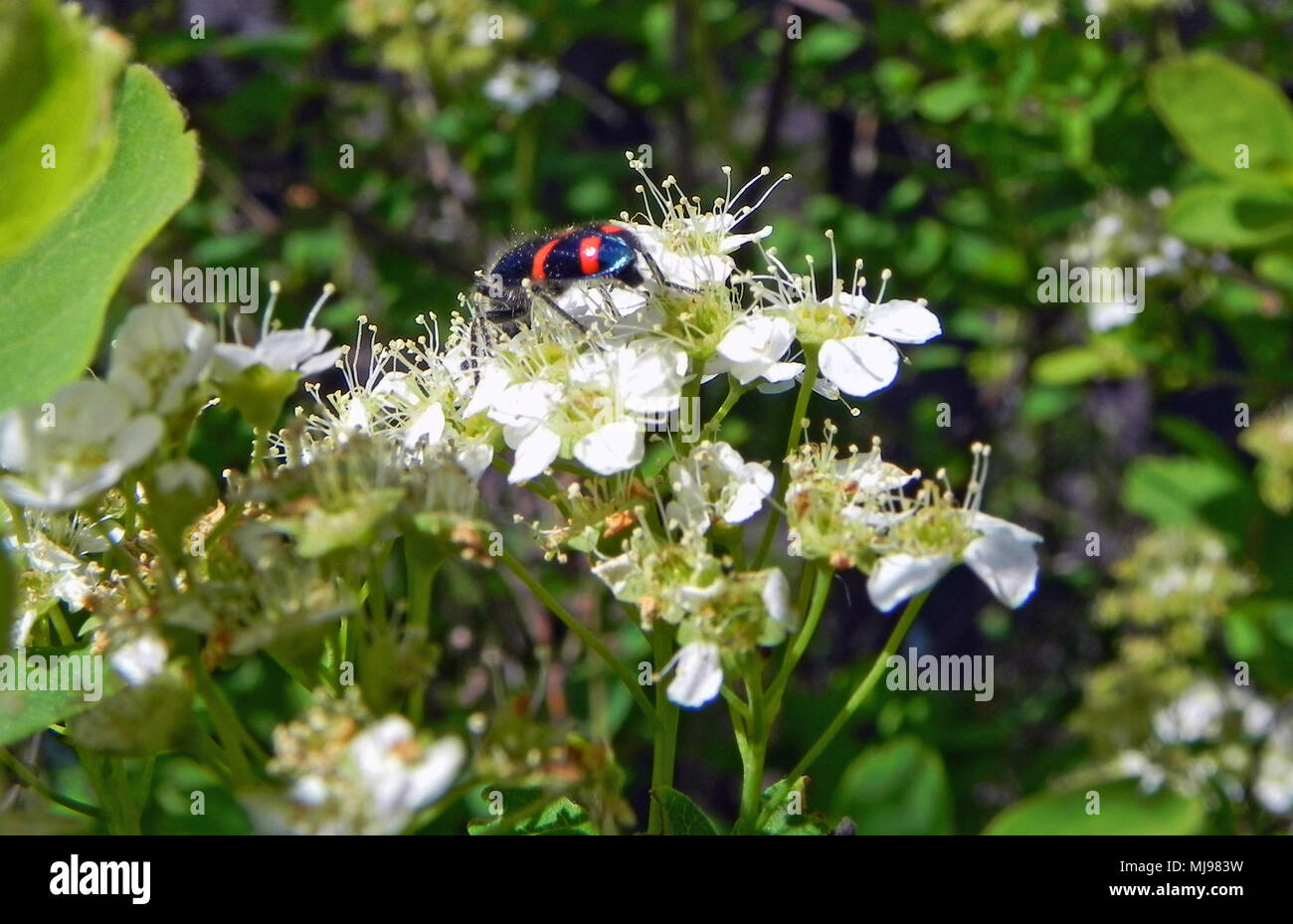 Makro Bild von einem wunderschönen schwarzen Käfer mit leuchtend roten Streifen auf weiße Blume Stockfoto