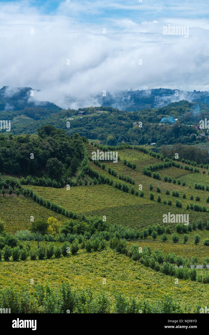 Weinbau in der hügeligen "Vale dos Vinhedos', Rio Grande do Sul, Brasilien, Lateinamerika Stockfoto