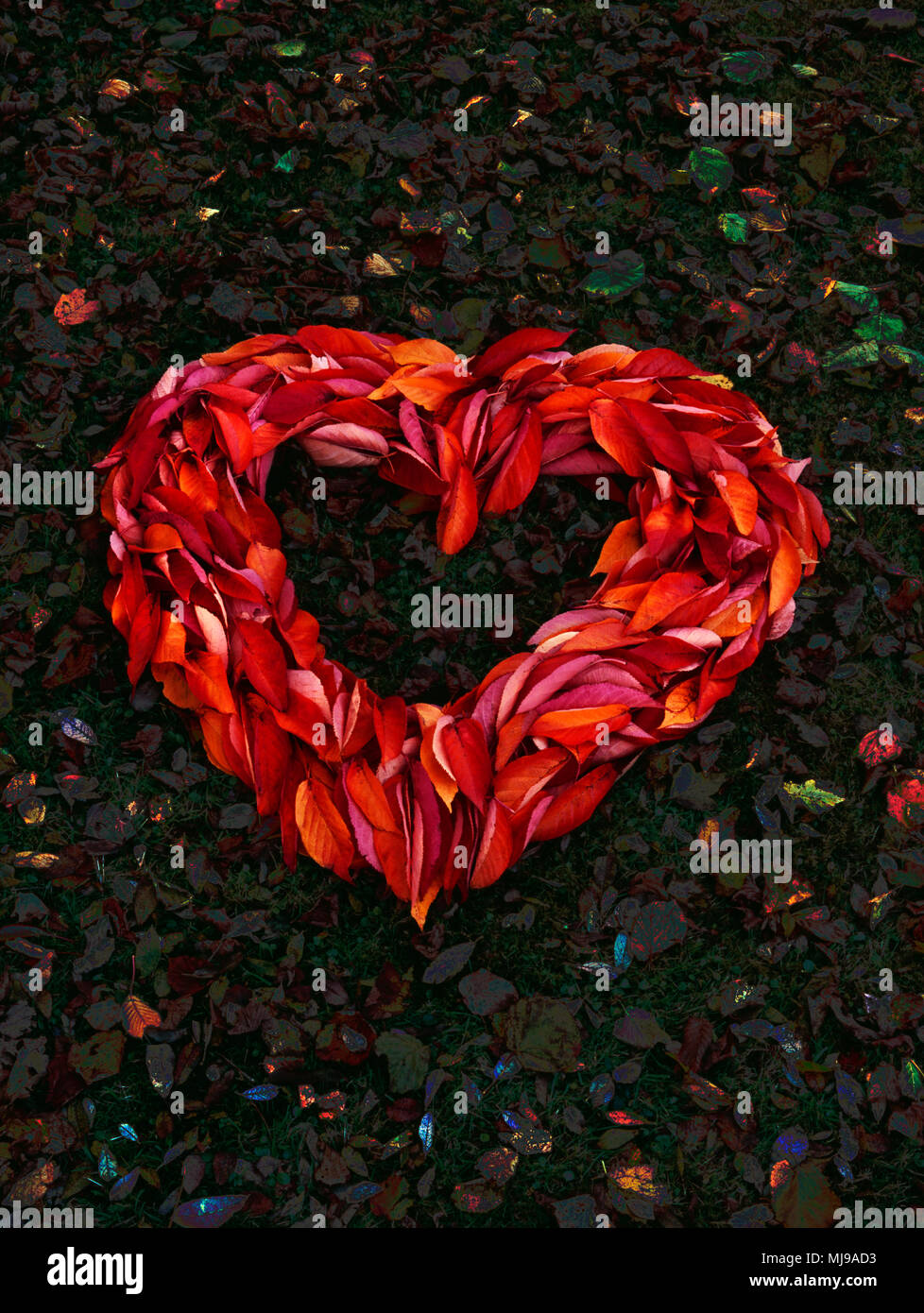Herzform aus gefallenen cherry Blätter auf Gras im Herbst gemacht. Originalfoto bearbeitet Farbe zu dramatisieren. Stockfoto
