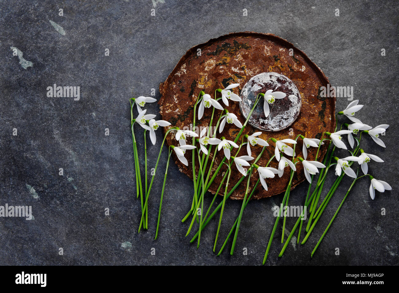Snowdrop Blumen, rostigen Eimer unten, verbrannte Sockel an Kakao, Zinn, mit Schiefer Tafel Hintergrund. Stockfoto
